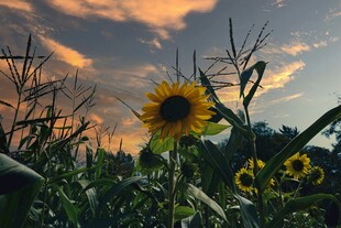 夕阳下的向日葵田园美景