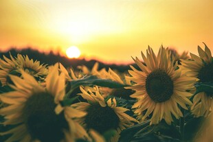夕阳下的向日葵花海