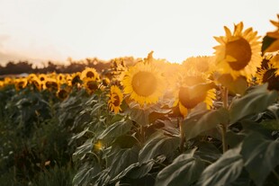 夕阳下的向日葵花田
