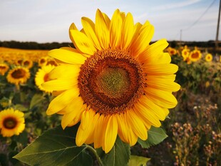 向日葵花田中的灿烂花朵