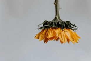 枯萎向日葵特写