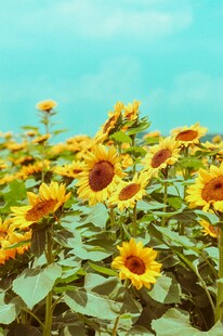 灿烂向日葵花海