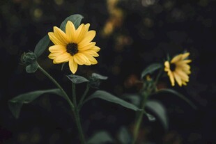 黄色小花绽放于绿叶间