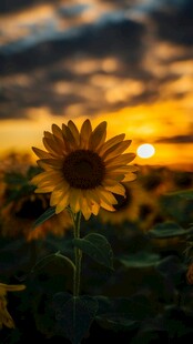 夕阳下的向日葵花田
