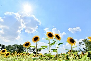 阳光下的向日葵花田