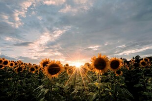 夕阳下的向日葵花海