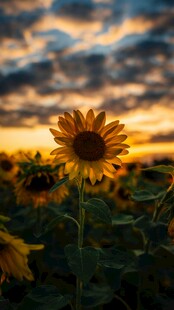 夕阳下的向日葵花田