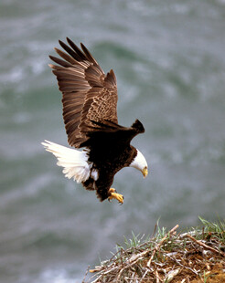 白头海雕于崖边展翅欲飞