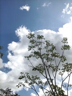 蓝天白云下的繁茂树木