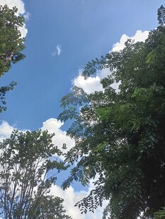 蓝天绿树间的清新景致