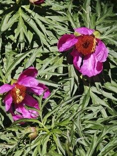 芍药