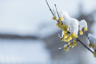 雪覆腊梅枝头俏