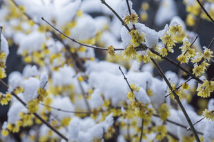 雪覆迎春花
