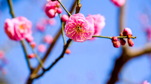 枝头绽放的粉嫩梅花