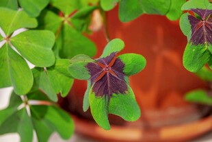 绿叶紫斑植物特写