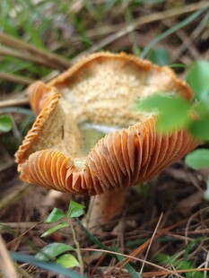 野外生长的独特蘑菇