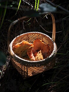 竹篮中的新鲜野生菌