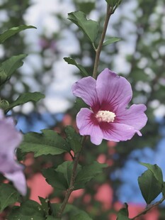 娇艳木槿花