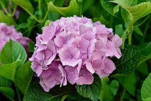 淡紫色绣球花绽放绿叶间