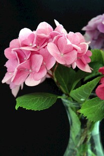 花瓶中的粉色绣球花