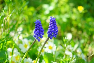 蓝铃花绽放于绿草间