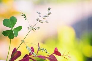 多彩花草特写