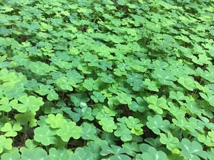 翠绿三叶草铺满地面