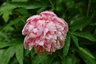 娇艳粉色牡丹花特写