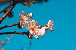 梅花