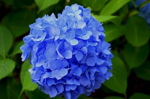 蓝色绣球花特写