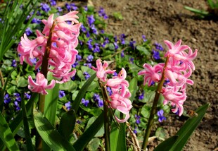 粉色姜花与紫色小花点缀