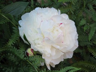 洁白盛开的娇艳牡丹花