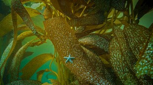 海底神秘生物