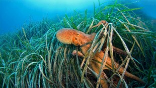 海底橙色章鱼