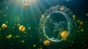 梦幻海底水母