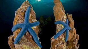 蓝色海星