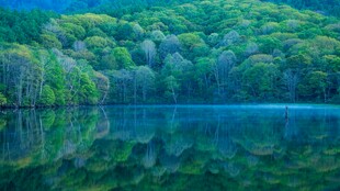 翠绿山林