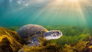海底海龟沐浴在阳光之下