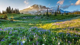 山间花海美景