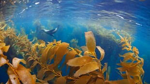 海底绚烂的海藻与游动鱼类