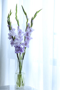 花瓶中的紫色唐菖蒲花
