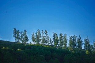 蓝天绿树风景图