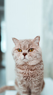 可爱的浅棕色猫咪