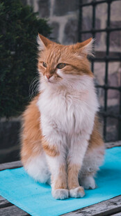 橘猫端坐蓝色垫子上