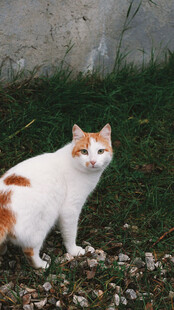 白身带橘斑猫咪站立