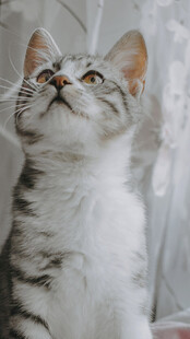 仰头萌猫