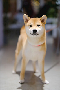 可爱柴犬站立模样