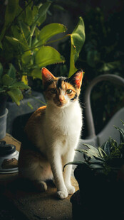 三色花猫坐于绿植旁
