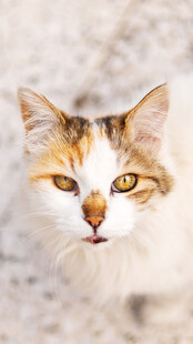 可爱三色猫特写