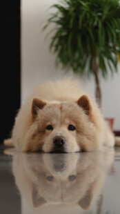 趴着的可爱松狮犬